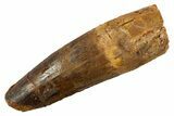 Fossil Spinosaurus Tooth - Feeding Worn Tip #344518-1